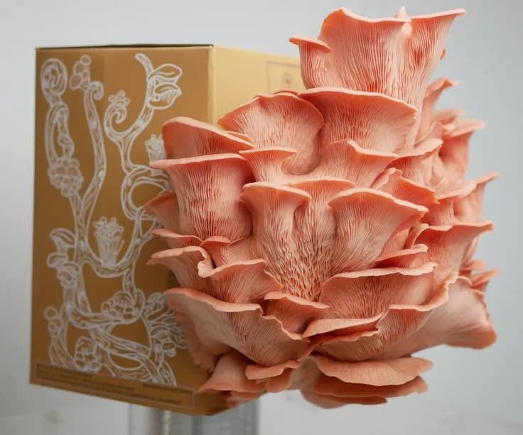 Oyster Mushroom Grow Kit