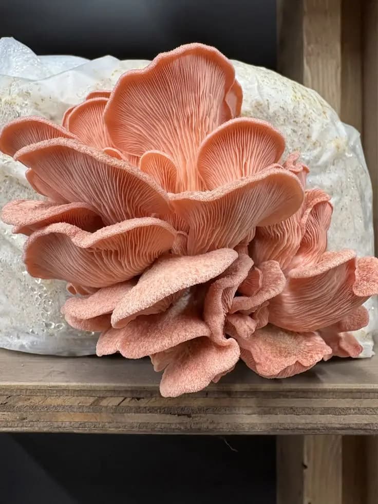 Pink oyster mushrooms growing from a substrate bag on a shelf
