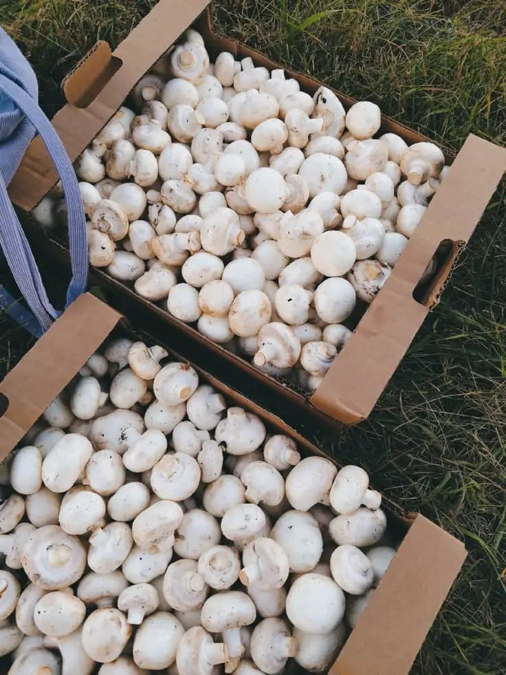 Cartons of freshly picked white mushrooms ready to be delivered